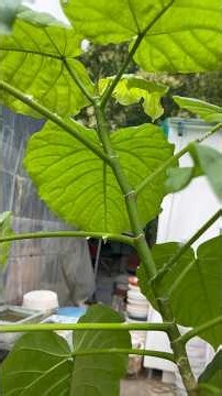 カイガラムシ、うどん粉病になった時の手っ取り早い対処法