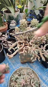 Resetting my Pachyphytum Baby Finger #bikolanahardinera | Bikolanahardinera