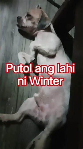 putol ang lahi ni Winter