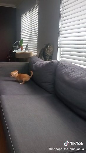 Adorable Applehead Chihuahua: Meet Pepe, the Tiny Dog