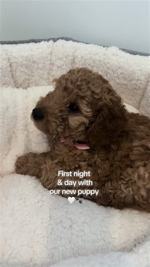 Hard but amazing first full day with our baby girl💘🐾 #cockapoo #cocka #puppy #dog #doggy #pup #cockapoosoftiktoks #cockapoolove #love #baby #fyp #homeaccount #foryou #yorkshire