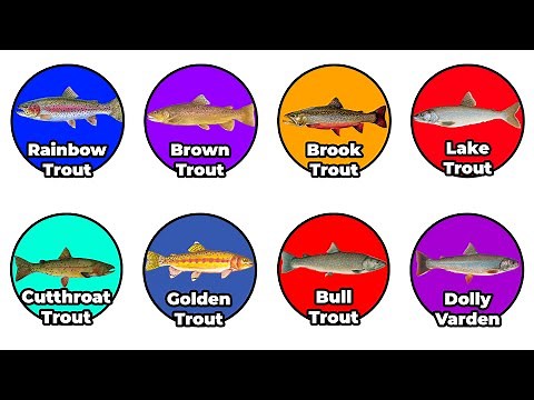 Every Fishing Trout Explained