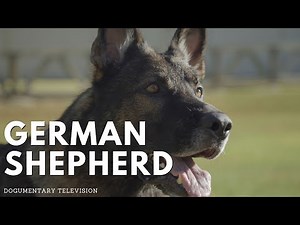 Inside the World of Professional IGP Dog Training!