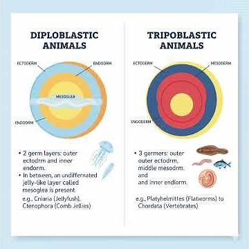 Diploblastic vs Triploblastic Animals | NEET Biology | Animal Kingdom