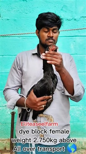 Elite Aseel | தூய பெருவிடை சேவல் & கட்டு சேவல் குஞ்சுகள் on Instagram: "🐓 Die Black Female – Pure Black Power of Aseel! 🖤 From Elite Aseel Farm, this rare Die Black female stands out with jet-black colour, strong body 💪 and calm, healthy nature 🏆 Pure bloodline, farm-raised, vaccinated & perfect for breeding ❤️ 💎 Die Black Female = Strength + Stability + Breeder’s Choice Very limited availability da 🔥 📍 Pan-India delivery available 🚚 📩 DM pannunga for booking & details 👉 Comment: “🖤Di