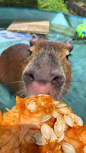 Pumpkin pool day for Pumpkin the capybara! Floating the pumpkin in her pool is a great enrichment activity because she has to swim and move the pumpkin to eat it! It makes her think and use her brain, while also getting some extra exercise! PSA - Her pool isn’t done filling up yet in this one, it takes about two hours to fill entirely and we didn’t want to make her wait for snacks 😆 #pumpkin #pumpkinseason #animals #animalsoftiktok #animalsreact #funnyanimals #cuteanimals #capybara #capybaratik