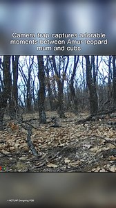 170K views · 9.6K reactions | Camera trap footage catches adorable interactions between an Amur leopard mum and her cubs.  #AmurLeopard #CameraTrap #AnimalBabies | WWF UK | Facebook