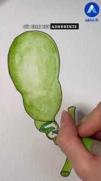 Anatomy of the bile ducts