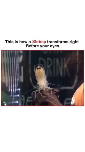 Mr Snapfix on Instagram: "This video shows a shrimp going through a natural transformation called molting. Shrimps have a hard outer shell (exoskeleton) that does not grow with their body. As the shrimp grows, it becomes tight and uncomfortable inside this shell. To solve this, the shrimp breaks out of the old shell and sheds it completely, leaving behind an empty, transparent shell that looks like a ghost version of the shrimp. Right after molting, the shrimp’s new body is soft and lighter in c