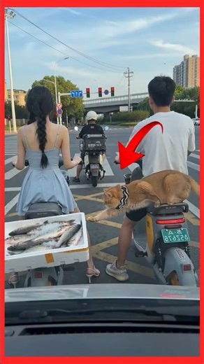 Angry Cat Attacks Car Window at Traffic Light 😾🚗 | Crazy Street Moment #cat #funny #shorts #viral