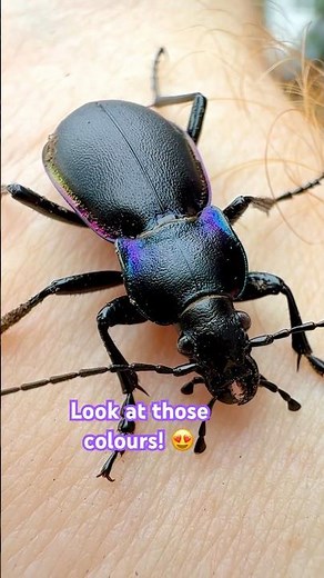 Meet one of the COOLEST BEETLES in the UK 🪲