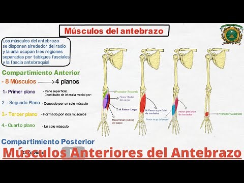 Anatomía: Músculos anteriores del antebrazo (Origen, Inserción, Inervación, Función) | CrewMed