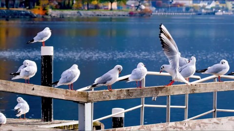 CHUWI AuPad Android 14 Tablet 10.95‘’, 128GB ROM 8GB LPDDR4, Snapdragon 685 Tablet PC, FHD IPS 2K Display,1TB Expand, Triple Cameras, Widevine L1,7000mAh, 4G LTE/5G WiFi/BT 5.0/GPS, with Case