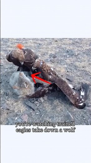 Golden Eagles vs Wolf – Intense Mongolian Hunt