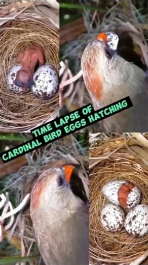 Cardinal Bird Eggs Hatching Time Lapse video | Birds Eggs Hatching video | #birds
