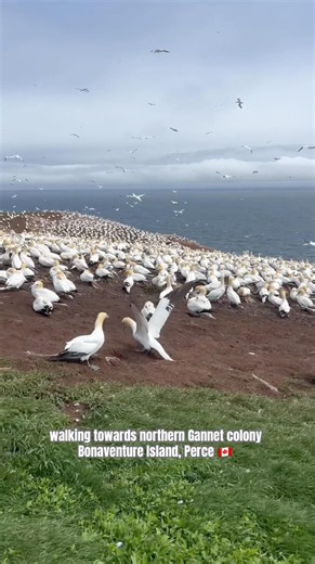 Walking to the World’s Largest Northern Gannet Colony | Bonaventure Island