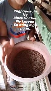 Feeding Bsf larvae sa ating mga pugo. #bsfegg #bsflarvae #blacksoldierflylarvae #bsfegg #bsflarvae #blacksoldierflyfarming | Hobein Arellano