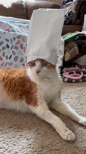546K views · 10K reactions | This is how to wear a chef hat.#cat #cats #catsofinstagram #catscatscats #chef #hat #cats_of_world #catsoninstagram #cutecat #ilovemycat #kitty #kittykitty #catlovers #catlove #fyp #catlady #cutie #kittycat | Butters | Facebook