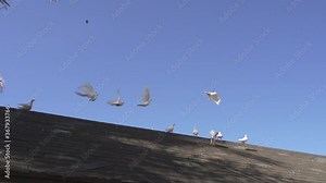 White doves fly away from roof at Ho'okipa beach park Maui Hawaii.