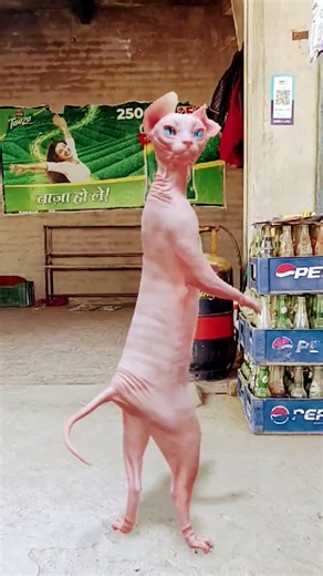 Sphynx Cat 🔥🤪 funny Cat