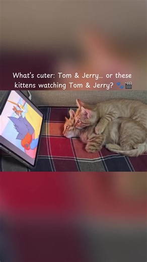 Kittens Enjoying Movie Night Watching Tom and Jerry