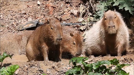 What’s a better pick-me-up than this? Our capybara testing out their new mud wallow! Primate intern Isobelle spent the better part of a day digging and sculpting this wallow for our herd of capybara to enjoy. Capybara like to cool off by wallowing in shallow mud pools or by taking a dip in the lake that surrounds their rainforest habitat. These agile and adept swimmers are as comfortable on land as in water and can hold their breath for 5 minutes at one time (most of us could only manage 2!) We 