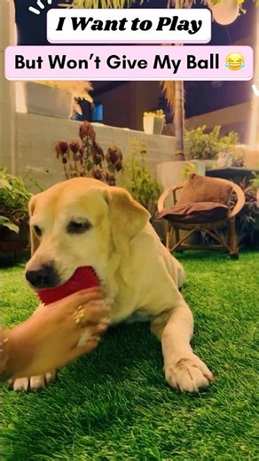 I won’t give my ball 😂Labrador Play Time Video | Masti Time #happydog #dogplay #cutedogvideos #edit