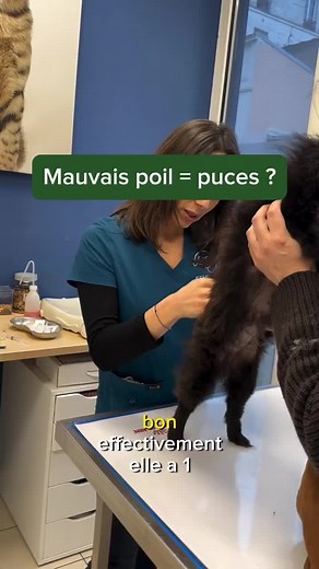 Techniques de traitement des puces chez le chien