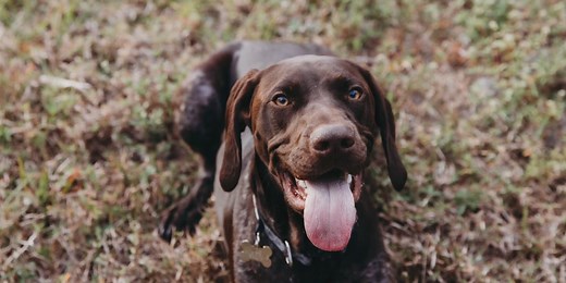 Rare infection ‘Pythiosis’ kills at least 6 dogs in Sarasota, Manatee Counties, one family shares how they beat it