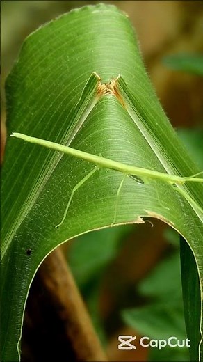 Walking Branch: The Stick Insect's Incredible Camouflage!
