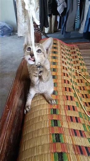 Playful Kitten vs Hanging String 🐾#Shorts#CuteKitten#FunnyCat