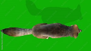 A Clever Fox Run Fast View From Sky Right Side On Green Screen - 3D Rendering Animation Stock Video