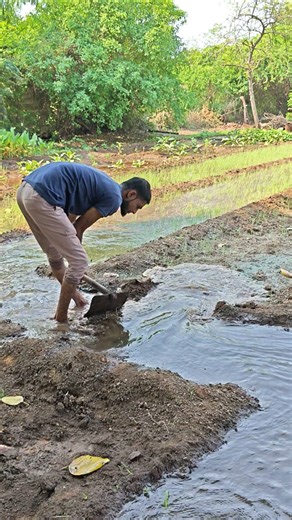 farming work #farming #villagelife #shorts