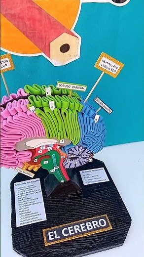 maqueta del Cerebro 🧠 #ideascreativas #manualidades #creatividad #hechoamano #cerebro