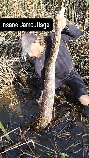 Kev Pav | So many people think pythons are "easy to find" because of their size. Trust me, pythons are NOT "easy to find," their camouflage is... | Instagram