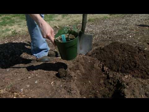 Planting Blackberries