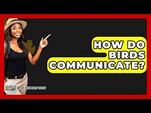 How Do Birds Communicate? - The Midwest Guru