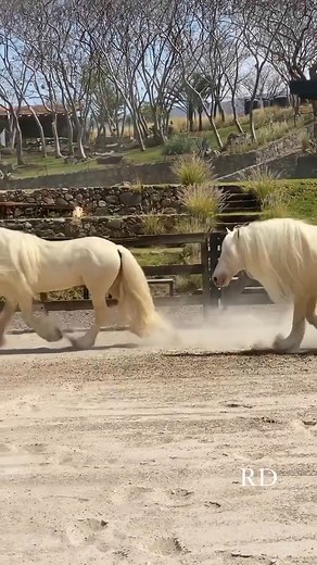 Our beautiful Gypsy Vanner #Horses | Horse Vanner Club