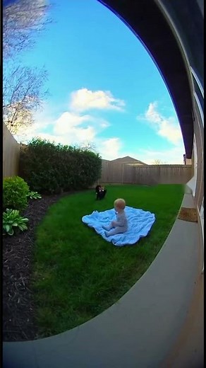 Brave Dog Chases Fox Away From Baby in Backyard