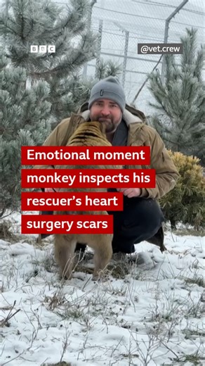This is the heartwarming moment a monkey felt his rescuer’s heart surgery scars, highlighting their "special bond". Leonid saved Tsoya, a barbary Macaque, from an abusive owner. BBC World Service #Monkey #Rescued #Heartwarming | BBC One