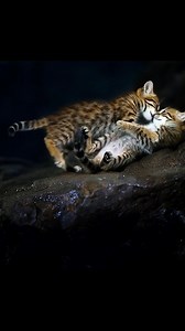 Watch these adorable baby rusty-spotted cats show off their tiny but fierce moves! 😻💫 Their playful fight is full of cuteness, curiosity, and wild instincts. Even though they are the world’s smallest wild cats, their energy is BIG! 🐾🔥 Perfect moment for all wildlife and cat lovers! ❤️ #RustySpottedCat #BabyRustySpottedCat #WildlifeReels #TinyCat #CuteAnimals #WildCat #CatLovers #AnimalReels #SriLankaWildlife #PlayFight #BabyAnimals #NatureMoments #WildlifePhotography #CuteReels #TrendingReel