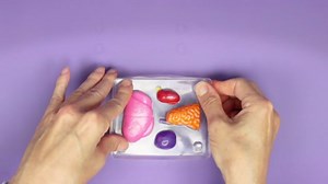 ArtSkills Epic Lab Vet Kit for Kids, Animal Anatomy Science Kit for Kids 8+ with Modeling Clay