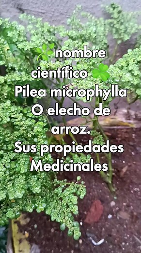 73K views · 1.1K reactions |  nombre científico . Pilea microphylla.  Es como se conose en todo el mundo El nombre común más conocido es Elecho de arroz. CONOS CAMOS SUS PROPIEDADES MEDICINALES. #medicinanatural #medicinales #elecho #Arroz #planta #secreto #sonbrillita #frescura #señorita Plantcurati | Plantcurati | Facebook