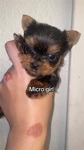 Discover Adorable Teacup Yorkie Puppies