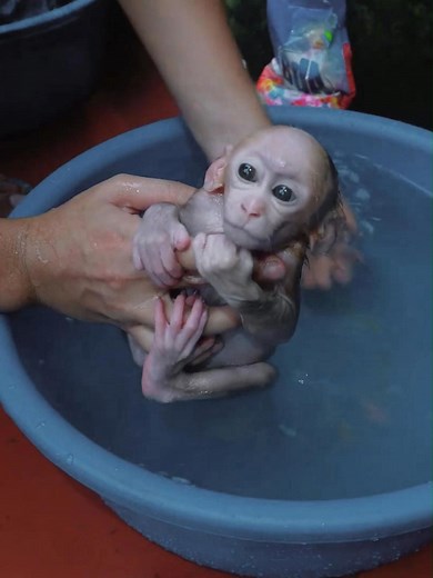 2.6K views · 57 reactions | Baby monkey's necessary bathing routine | Best Videos | Facebook
