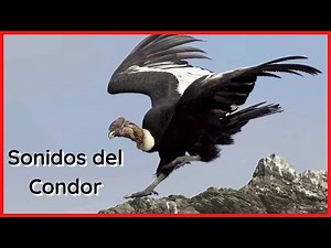SONIDOS del CONDOR (20 Minutos)🦅🎶🔊