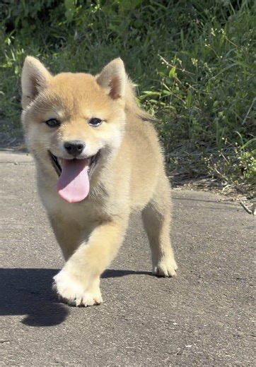 豆柴の福ちゃんです。 よろしくお願いします。 #豆柴 #mameshiba #豆柴パピー #豆柴専門販売店