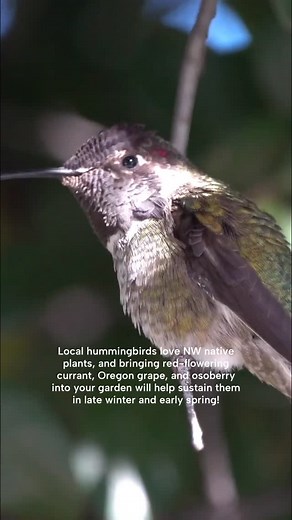 Regularly cleaned feeders are a great way to supplement the nutritional needs our favorite flying friend, Anna’s Hummingbird—our only year-round hummingbird resident here in Oregon—but you should also be providing much-needed natural sustenance by planting Pacific Northwest natives. Nectar is abundant throughout late spring, summer, and most of fall—but options are far fewer in late winter and early spring. Here, we’ll introduce you to a few early season natives that will help to keep our local 