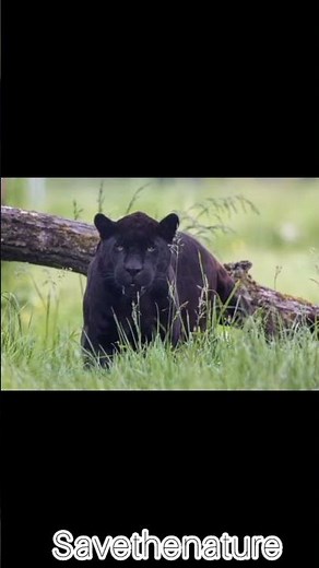 black panther roar sound | panther roar | panther ki awaaz @sharpinformationofficial
