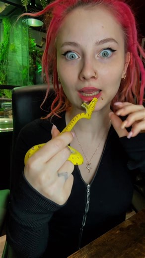 Любое живое существо может щёлкнуть зубами когтями или клювом☝🏻 #вмиреживотных #животные #питомцы